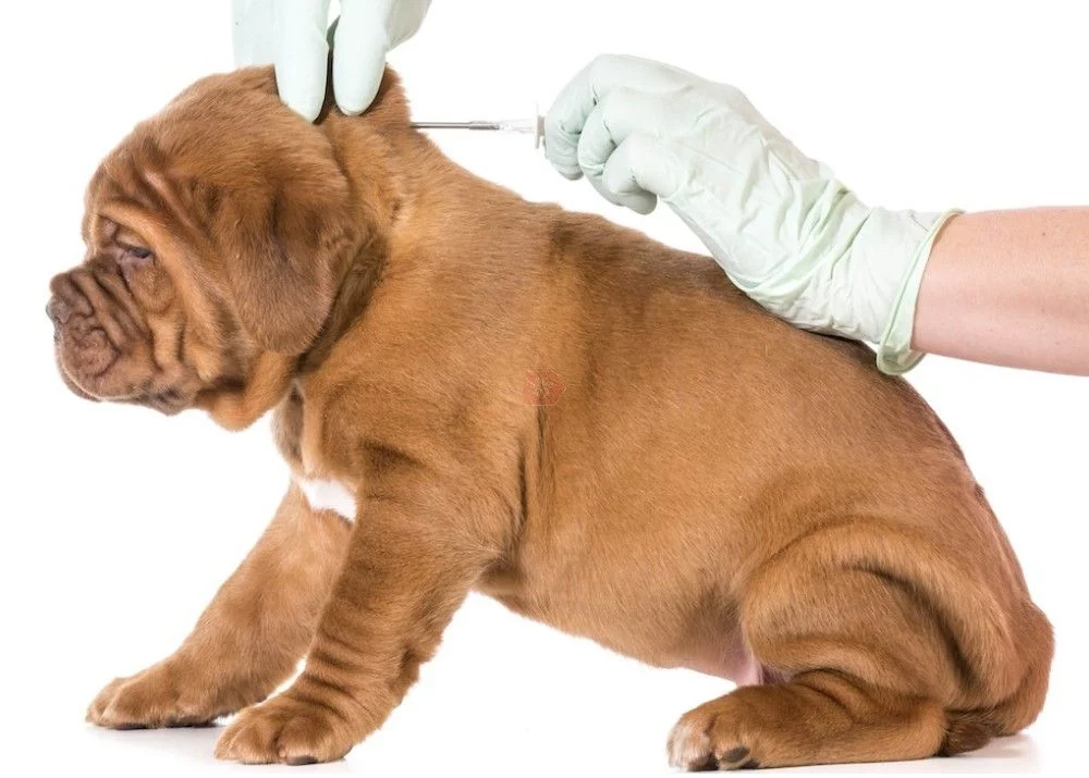 perrito